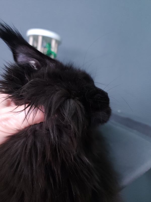 J. C. Lisa  Akbars (polydactyl 66/66) - Kitten maine-coon 5 months 3 weeks