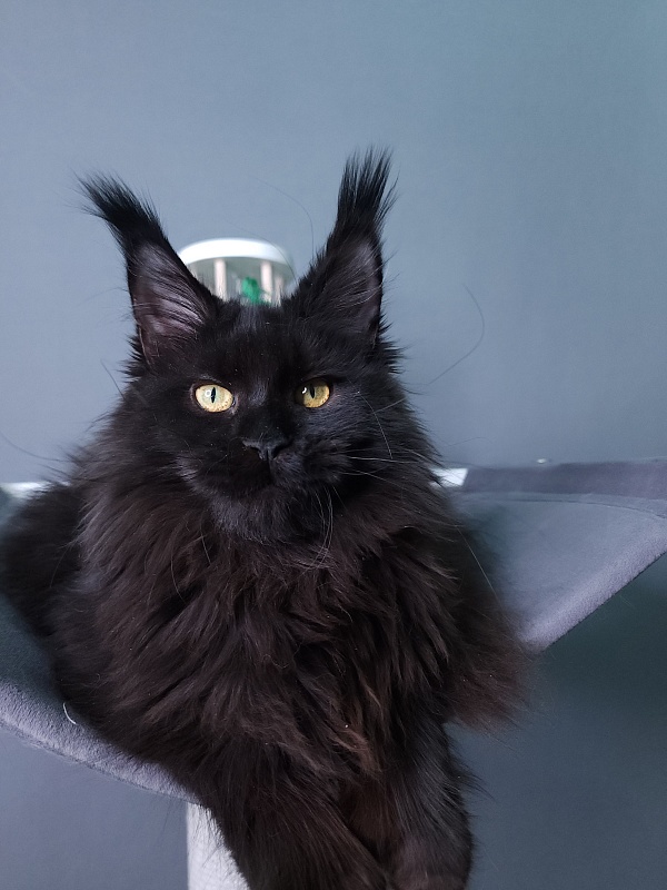 J. C. Lisa  Akbars (polydactyl 66/66) - Kitten maine-coon 5 months 3 weeks