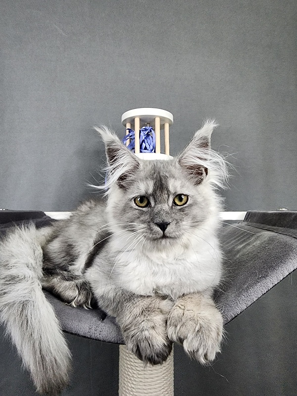 Jovi Cat Akbars (polydactyl 66/66) - Kitten maine-coon 3 months