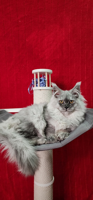 Jovi Cat Akbars (polydactyl 66/66) - Kitten maine-coon 4 months 2 weeks