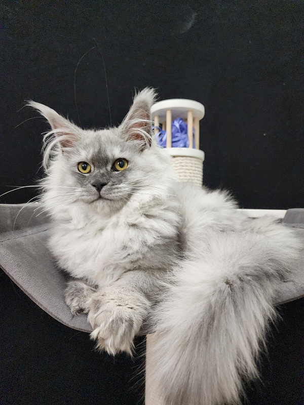 Jovi Cat Akbars (polydactyl 66/66) - Kitten maine-coon 4 months 4 weeks