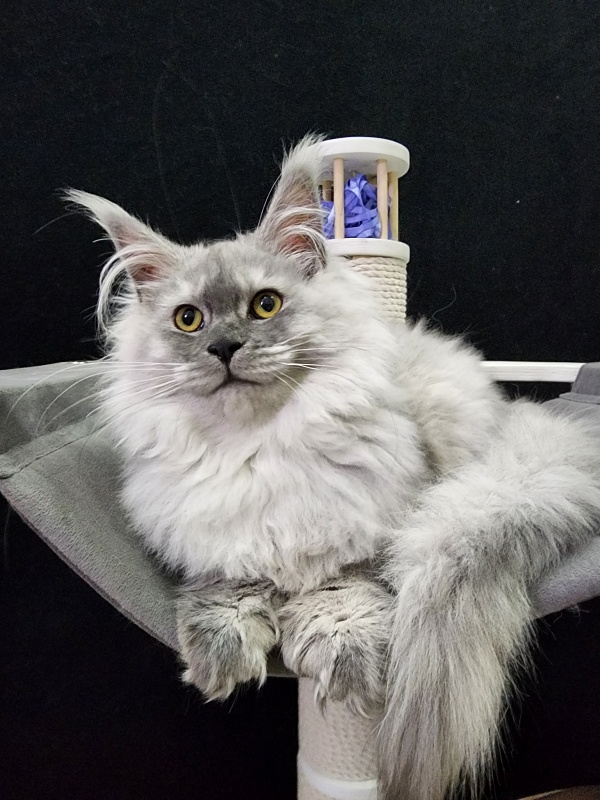 Jovi Cat Akbars (polydactyl 66/66) - Kitten maine-coon 4 months 4 weeks