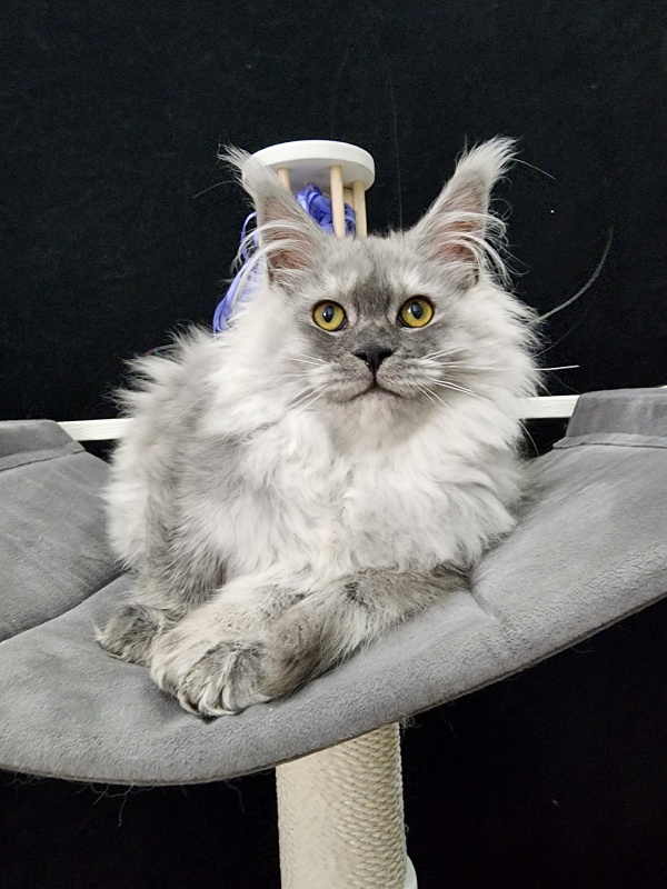 Jovi Cat Akbars (polydactyl 66/66) - Kitten maine-coon 4 months 4 weeks