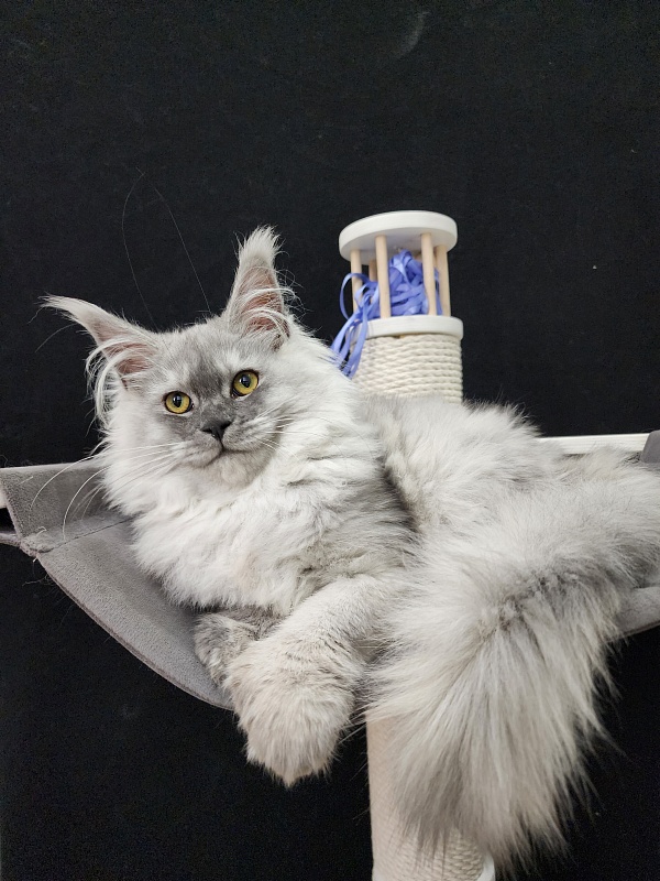 Jovi Cat Akbars (polydactyl 66/66) - Kitten maine-coon 4 months 4 weeks