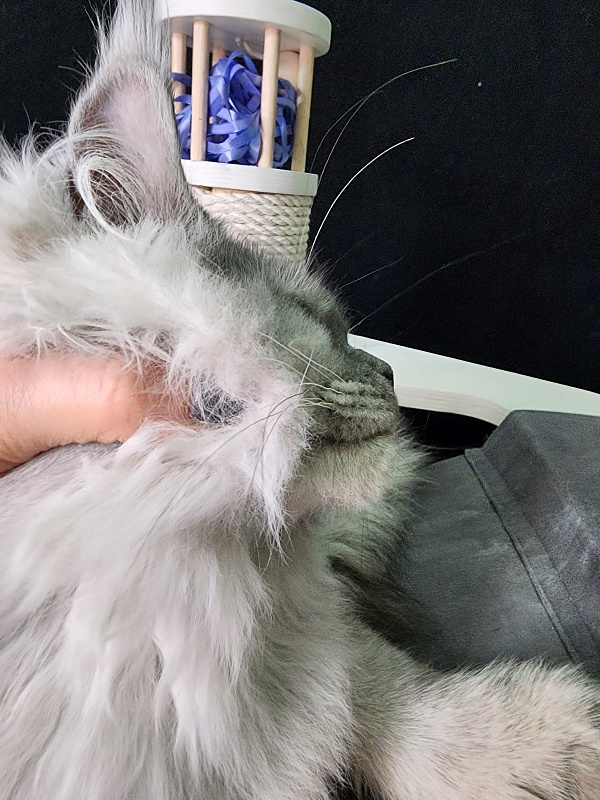 Jovi Cat Akbars (polydactyl 66/66) - Kitten maine-coon 4 months 4 weeks