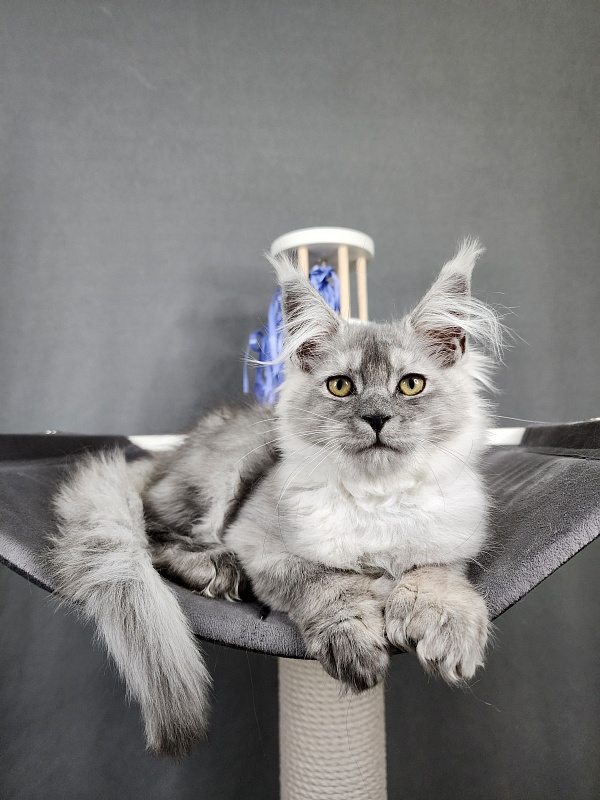 Jovi Cat Akbars (polydactyl 66/66) - Kitten maine-coon 3 months