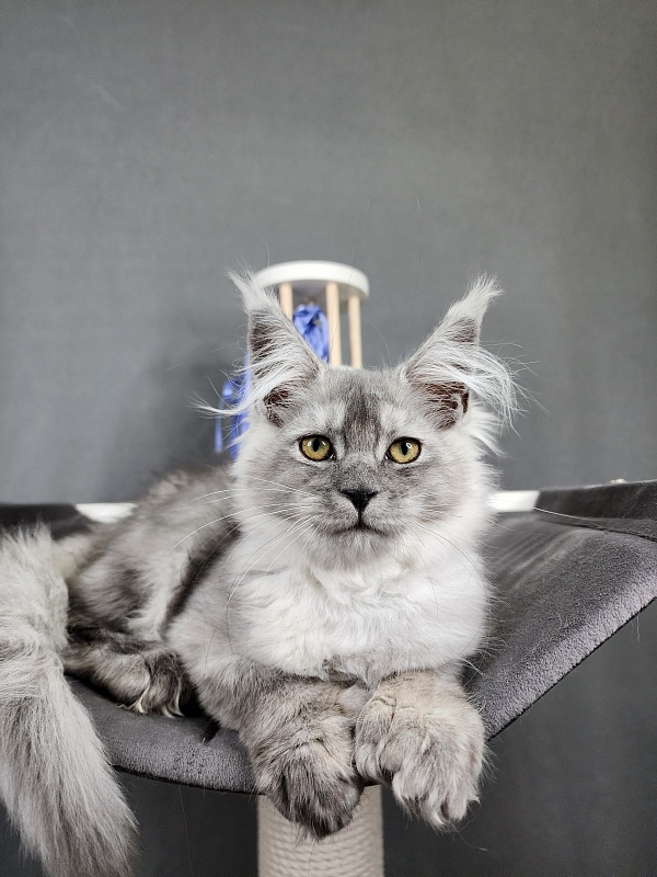 Jovi Cat Akbars (polydactyl 66/66) - Kitten maine-coon 3 months