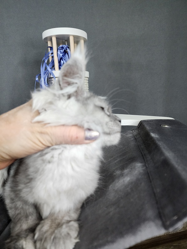 Jovi Cat Akbars (polydactyl 66/66) - Kitten maine-coon 3 months