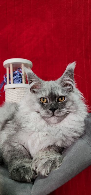 Jovi Cat Akbars (polydactyl 66/66) - Kitten maine-coon 4 months 2 weeks