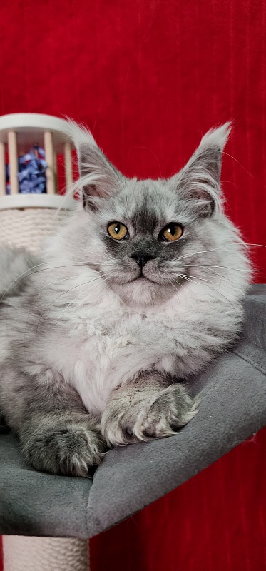 Jovi Cat Akbars (polydactyl 66/66) - Kitten maine-coon 4 months 2 weeks