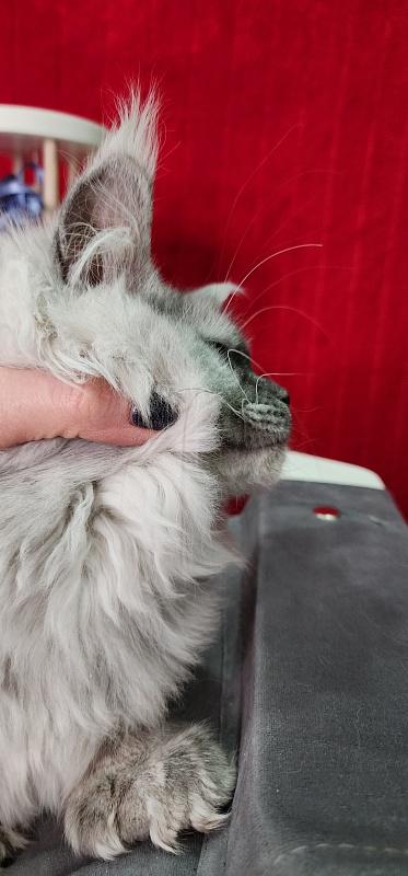 Jovi Cat Akbars (polydactyl 66/66) - Kitten maine-coon 4 months 2 weeks