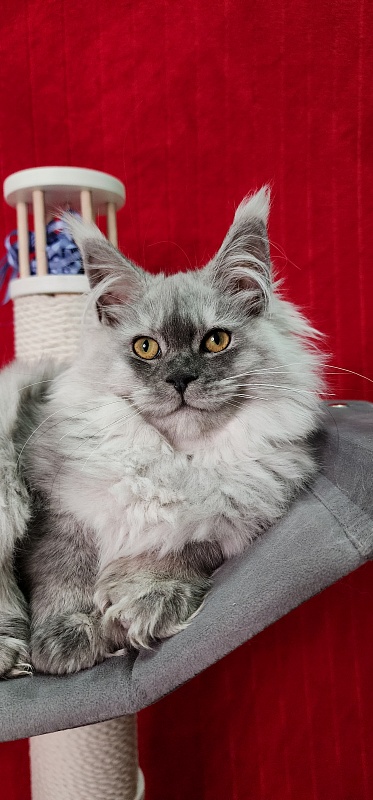 Jovi Cat Akbars (polydactyl 66/66) - Kitten maine-coon 4 months 2 weeks