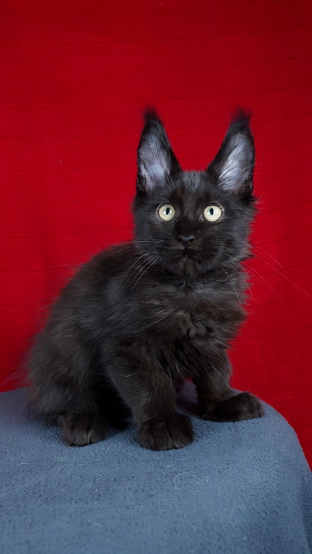 Le*Roy Akbars - Kitten maine-coon 2 months