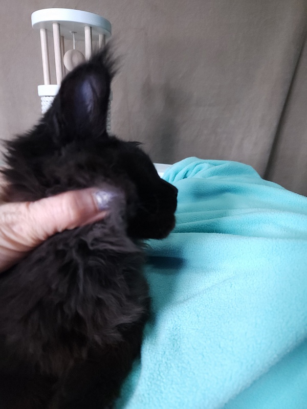 Le*Roy Akbars - Kitten maine-coon 3 months 1 week