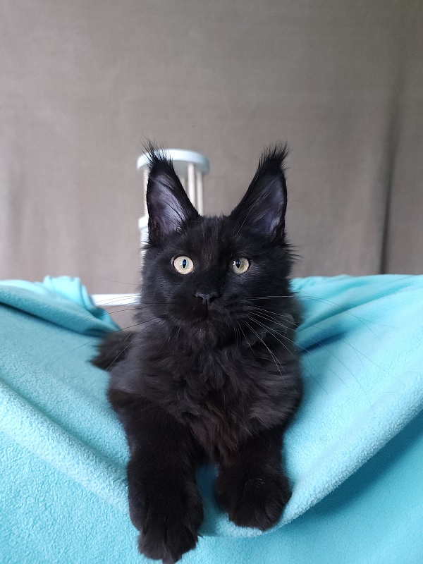 Le*Roy Akbars - Kitten maine-coon 3 months 1 week