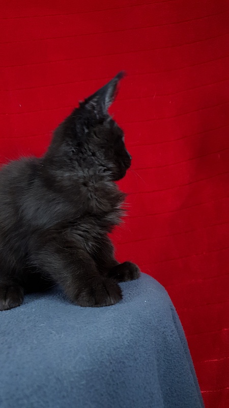 Le*Roy Akbars - Kitten maine-coon 2 months