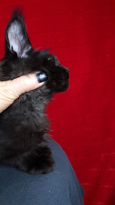 Le*Roy Akbars - Kitten maine-coon 2 months