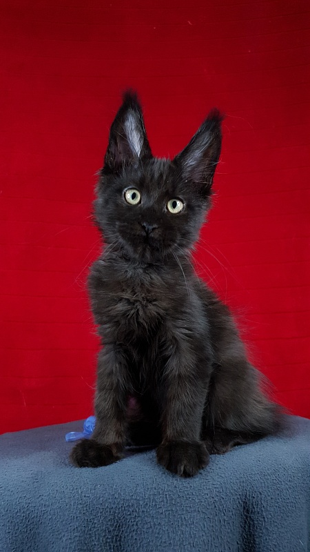 Le*Roy Akbars - Kitten maine-coon 2 months