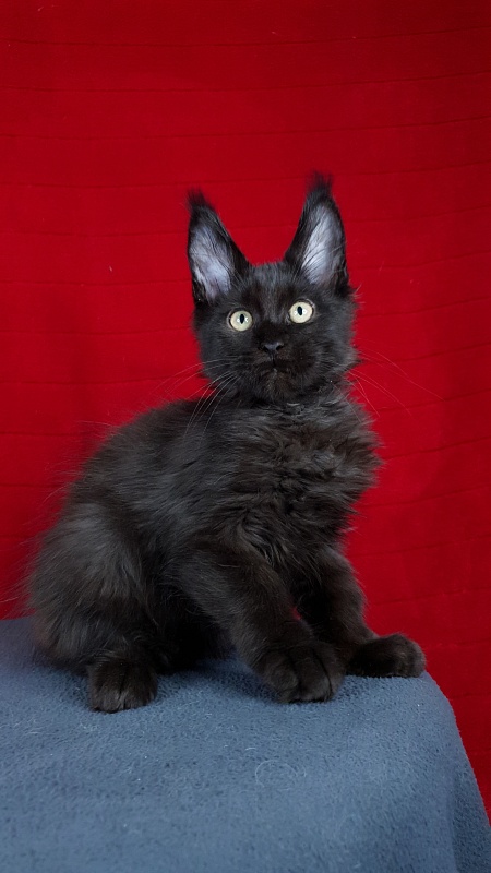 Le*Roy Akbars - Kitten maine-coon 2 months