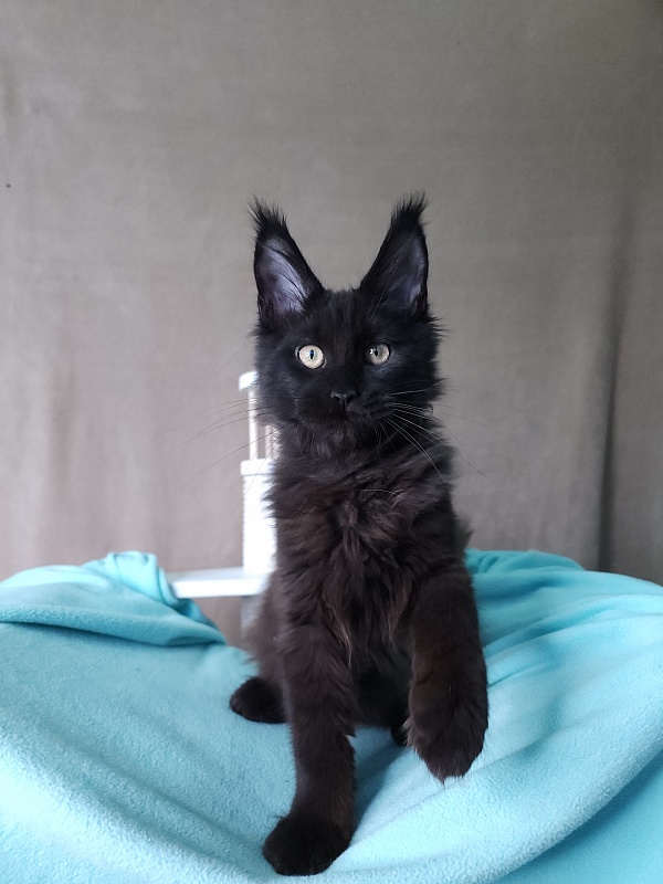 Le*Roy Akbars - Kitten maine-coon 3 months 1 week