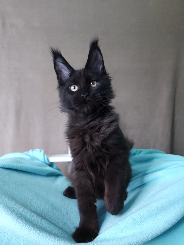 Le*Roy Akbars - Kitten maine-coon 3 months 1 week