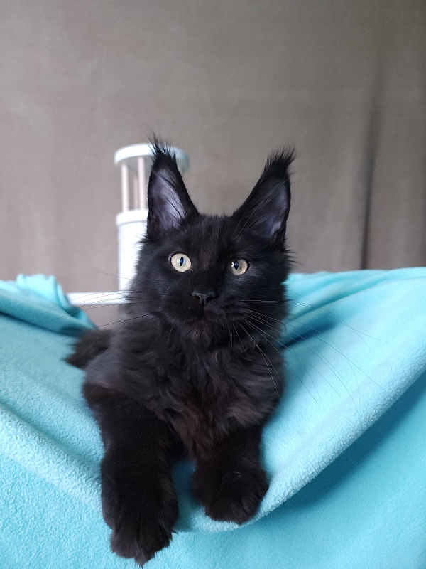 Le*Roy Akbars - Kitten maine-coon 3 months 1 week