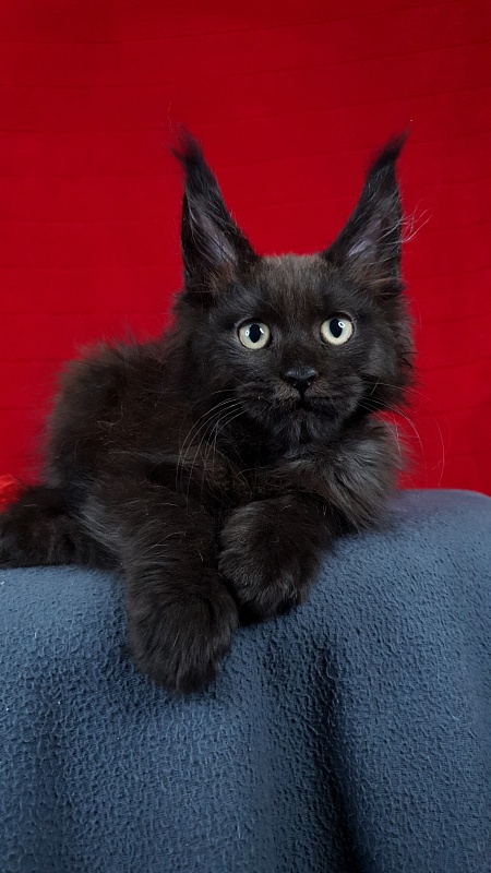 Leo*Nard Akbars ( PET) - Kitten maine-coon 2 months 1 week