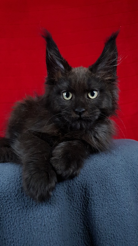 Leo*Nard Akbars ( PET) - Kitten maine-coon 2 months 1 week