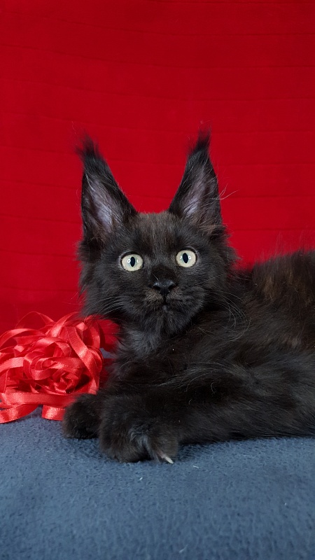 Leo*Nard Akbars ( PET) - Kitten maine-coon 2 months 1 week