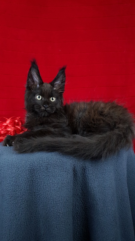 Leo*Nard Akbars ( PET) - Kitten maine-coon 2 months 1 week