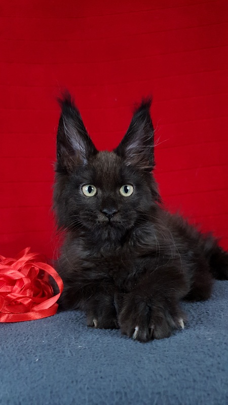 Leo*Nard Akbars ( PET) - Kitten maine-coon 2 months 1 week