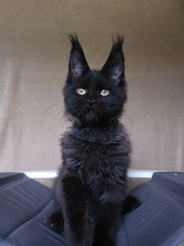 Leo*Nard Akbars ( PET) - Kitten maine-coon 3 months 1 week