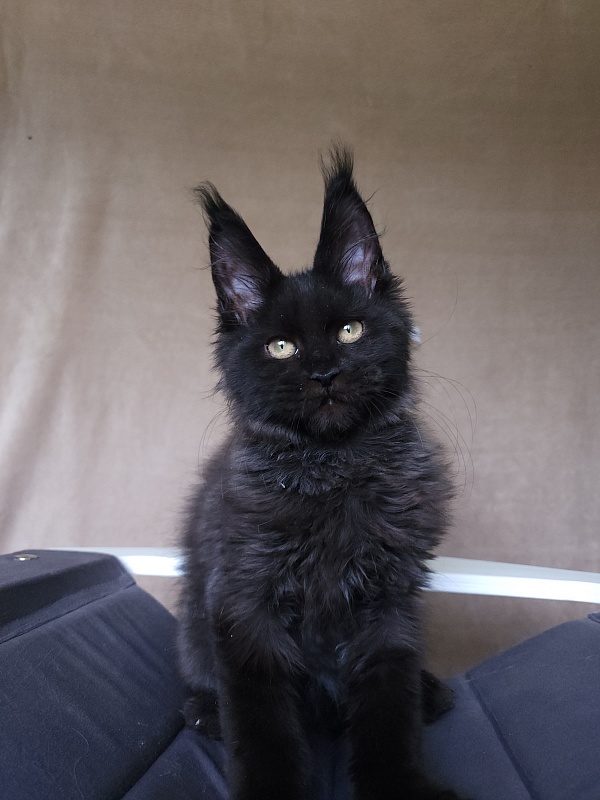 Leo*Nard Akbars ( PET) - Kitten maine-coon 3 months 1 week