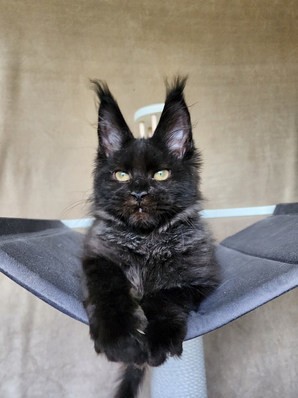 Leo*Nard Akbars ( PET) - Kitten maine-coon 3 months 1 week