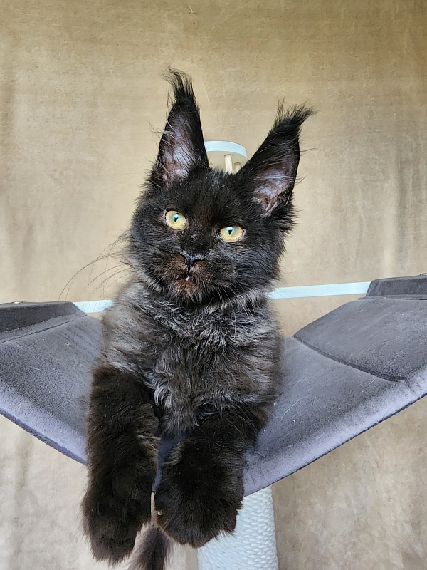 Leo*Nard Akbars ( PET) - Kitten maine-coon 3 months 1 week