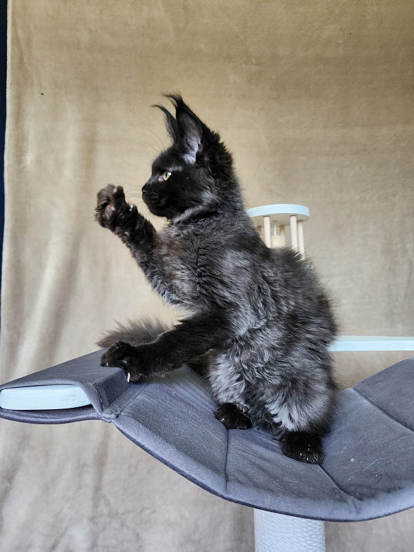 Leo*Nard Akbars ( PET) - Kitten maine-coon 3 months 1 week