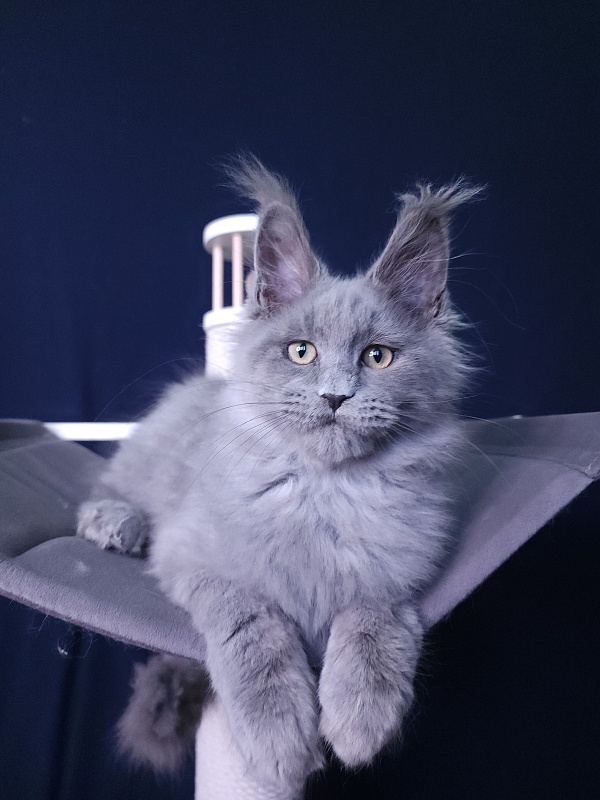 La*Mark Akbars - Kitten maine-coon 3 months 1 week