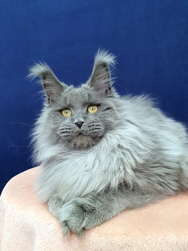 La*Mark Akbars - Junior maine-coon 8 months 1 week