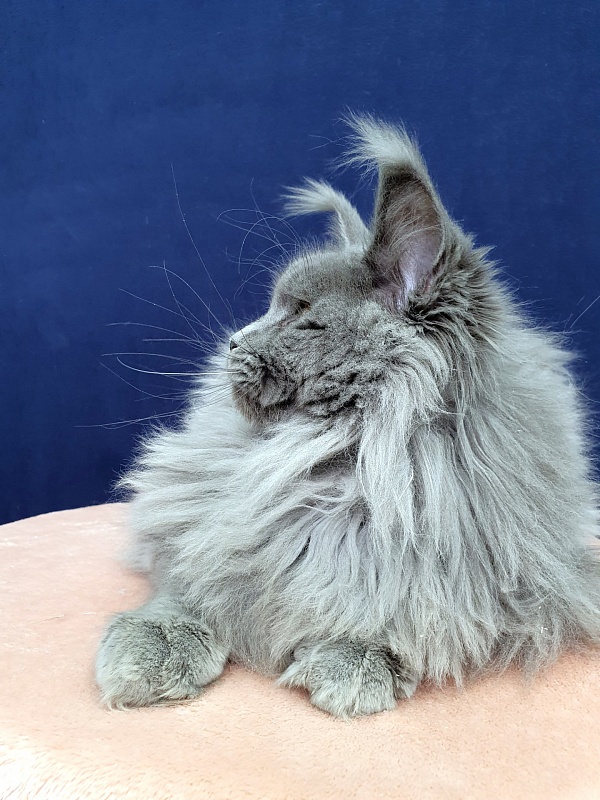 La*Mark Akbars - Junior maine-coon 8 months 1 week