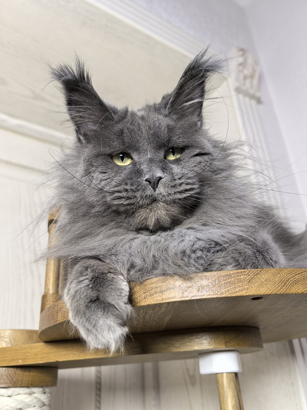 La*Mark Akbars - Adult maine-coon 1 year 8 months