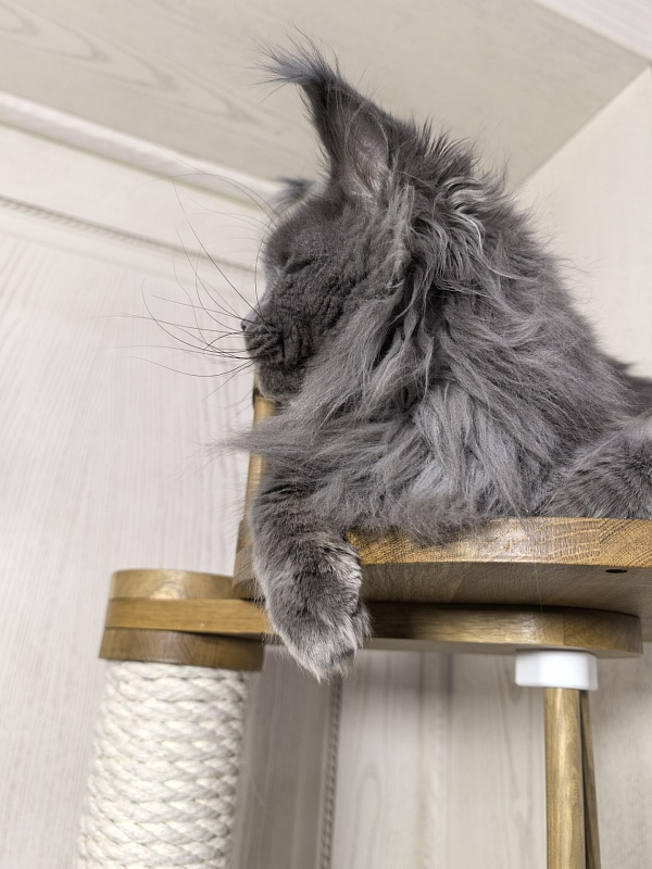 La*Mark Akbars - Adult maine-coon 1 year 8 months