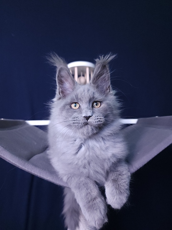 La*Mark Akbars - Kitten maine-coon 3 months 1 week