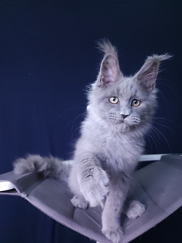 La*Mark Akbars - Kitten maine-coon 3 months 1 week