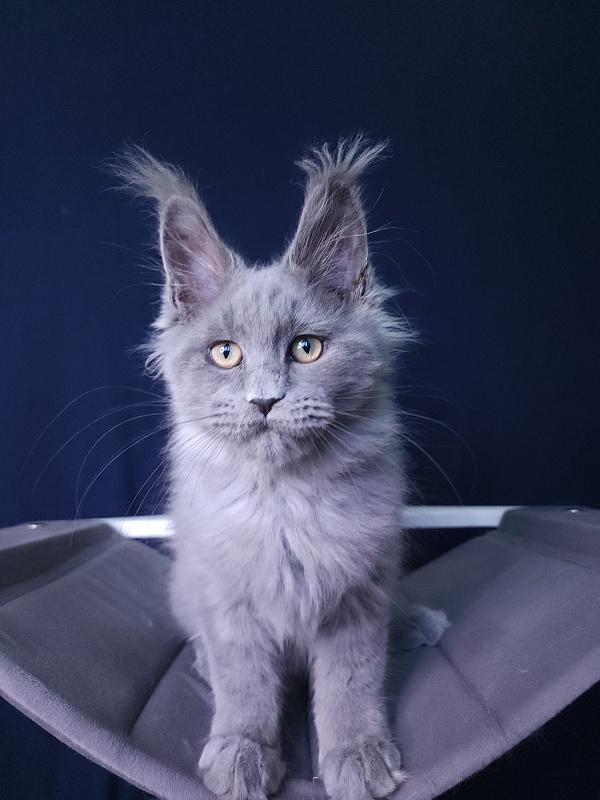 La*Mark Akbars - Kitten maine-coon 3 months 1 week