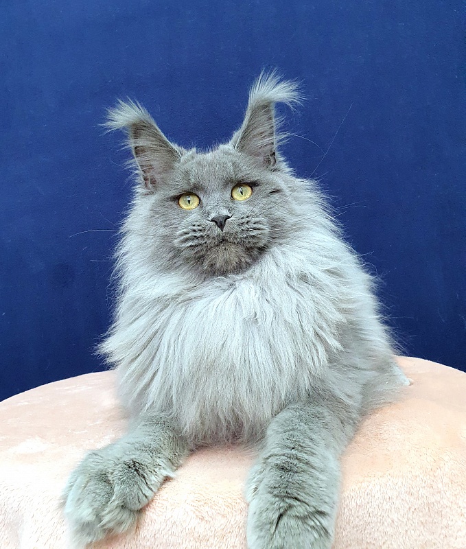 La*Mark Akbars - Junior maine-coon 8 months 1 week