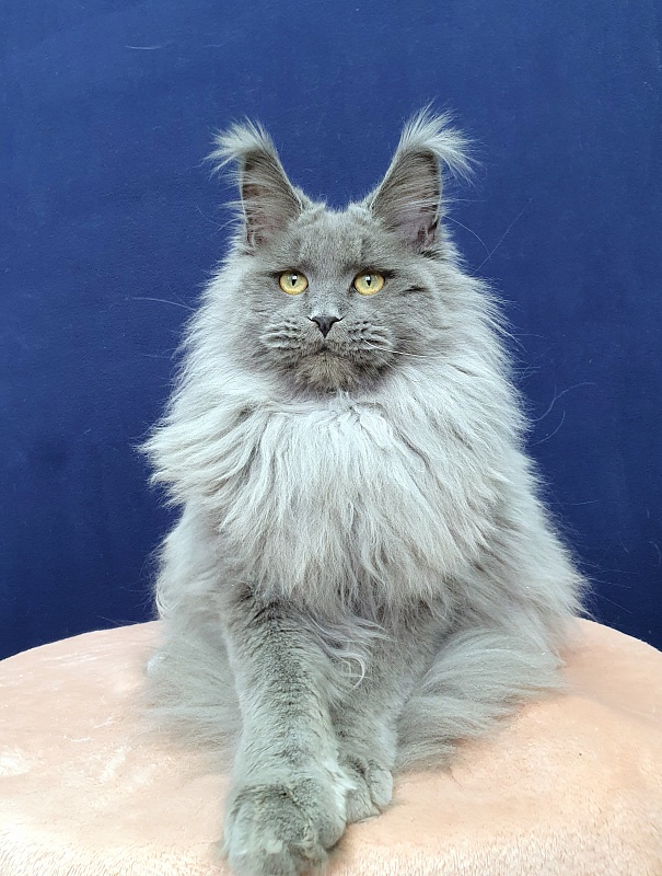 La*Mark Akbars - Junior maine-coon 8 months 1 week