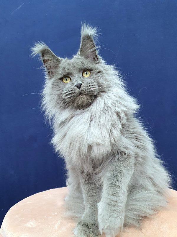 La*Mark Akbars - Junior maine-coon 8 months 1 week