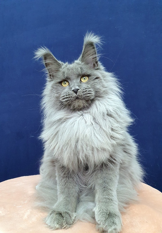 La*Mark Akbars - Junior maine-coon 8 months 1 week