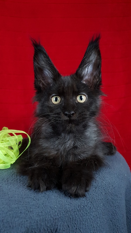 La*Vanda Akbars - Kitten maine-coon 2 months 1 week