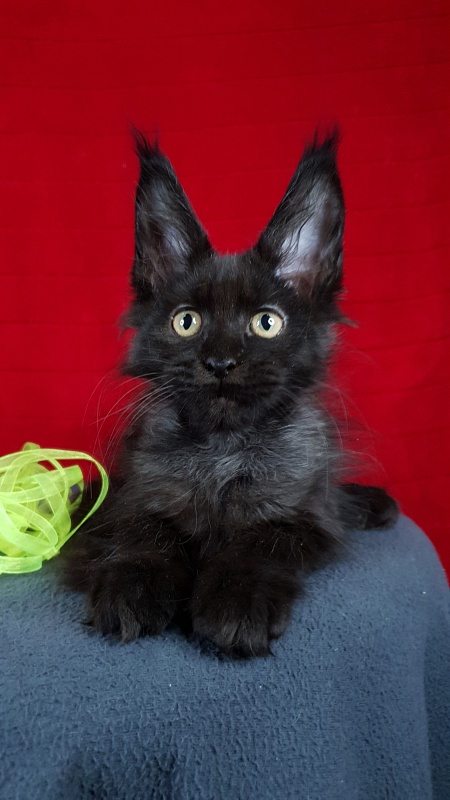La*Vanda Akbars - Kitten maine-coon 2 months 1 week